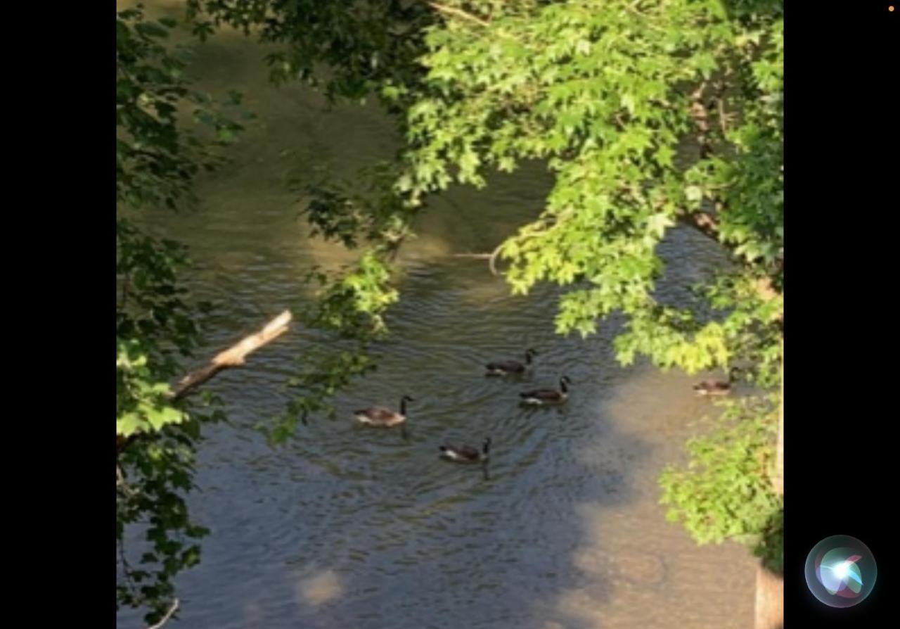 Bill'S On Little Pigeon River بيدجن فورج المظهر الخارجي الصورة